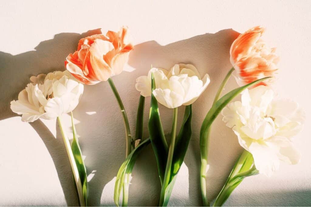pink and white flowers with green stems on a pale pink background